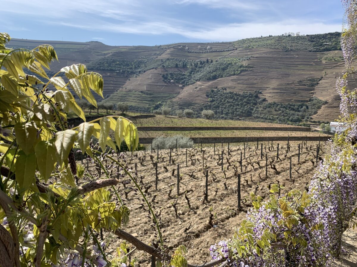 Bordered by a fence with vine leaves and wisteria, there are rows on grapevines in a vineyard with rolling hills in the distance