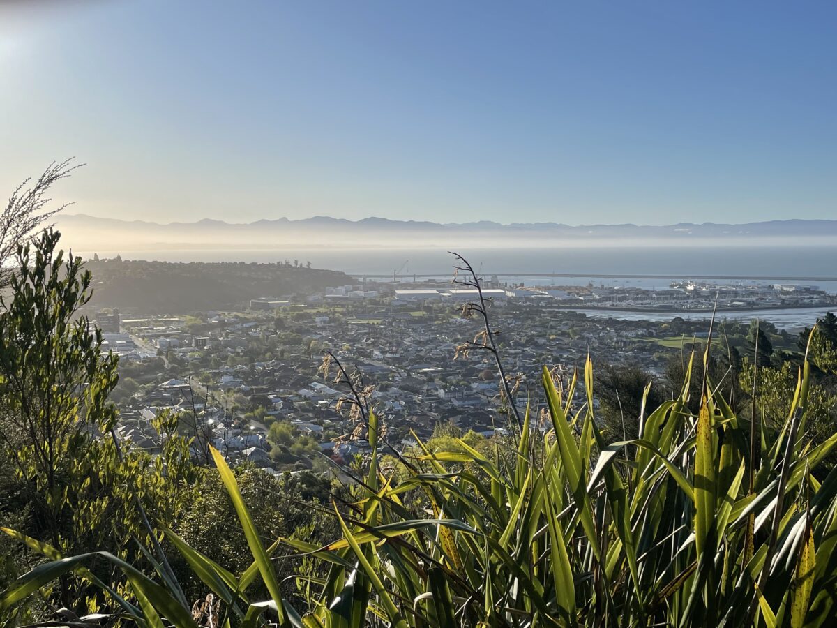An overhead view of Nelson central from a hill with flax plants in the foreground, Nelson city in panorama in the middle, and Tasman Bay and national park silhouette in the background