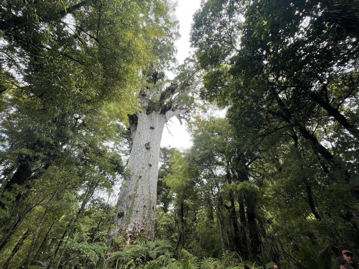 Leafy Waipoua forest with a large kauri tree in center