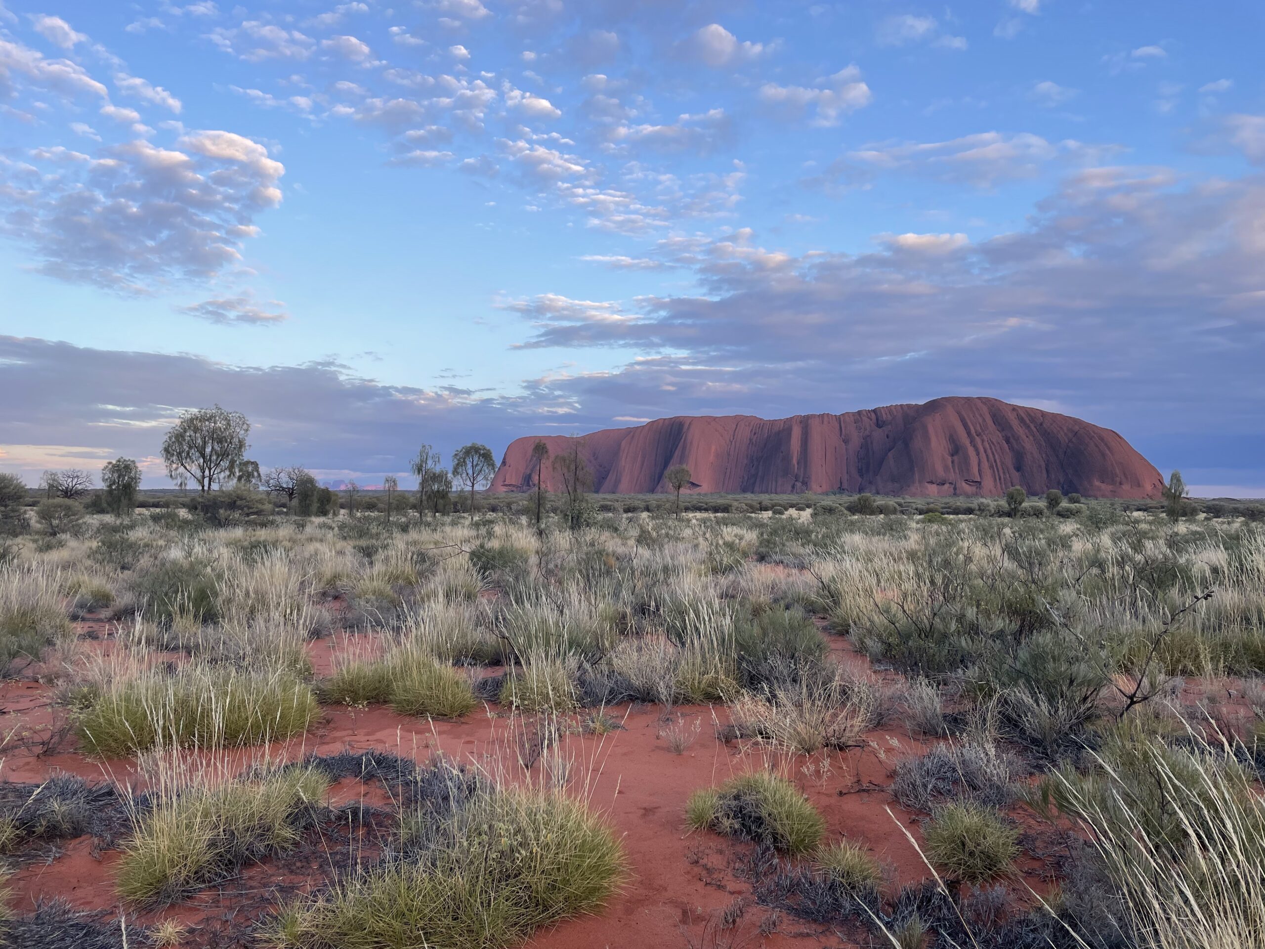 Red sand and green brush in the foreground with Uluru lit up purple and red by the rising sun in the background